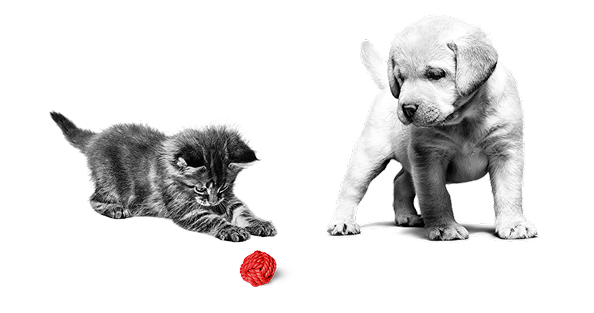Royal Canin