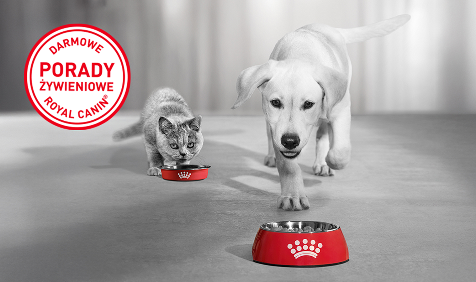 Darmowa porada żywieniowa dla psów i kotów od ekspertów Royal Canin